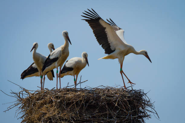 istock Stork family in nest 1053611084