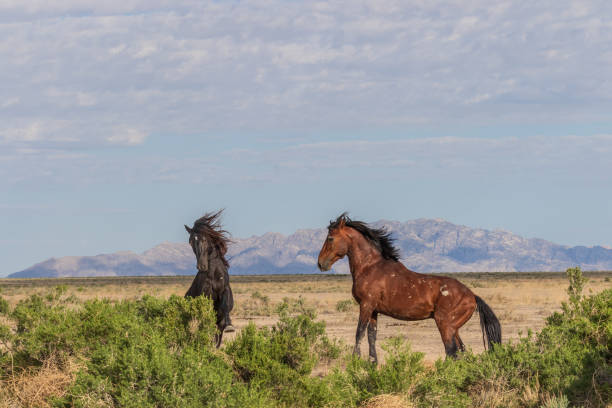 istock Wild Horse Stallions Fighting 1053611436