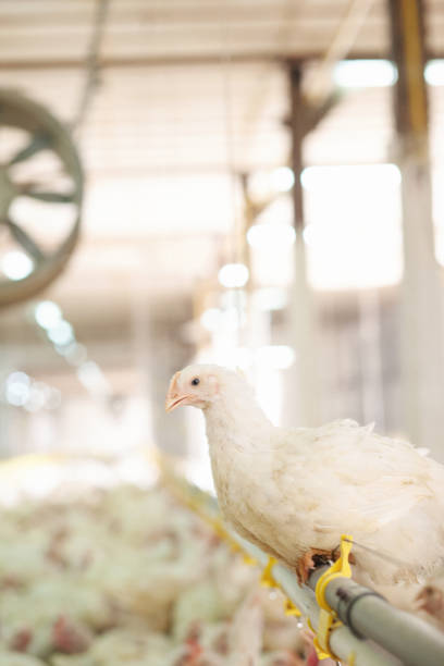 Chicken at farm. Shallow DOF. Developed from RAW; retouched with special care and attention; Small amount of grain added for best final impression. 16 bit Adobe RGB color profile.