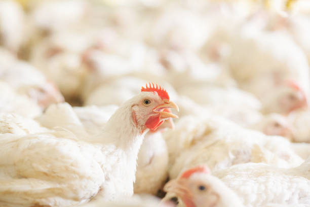 Chicken at farm. Shallow DOF. Developed from RAW; retouched with special care and attention; Small amount of grain added for best final impression. 16 bit Adobe RGB color profile.