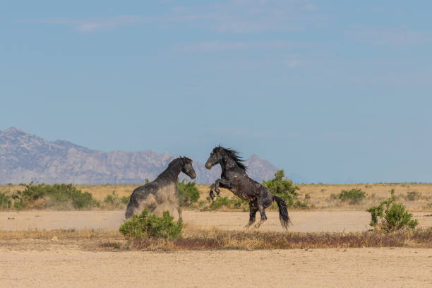 istock Wild Horse Stallions Fighting 1053613428