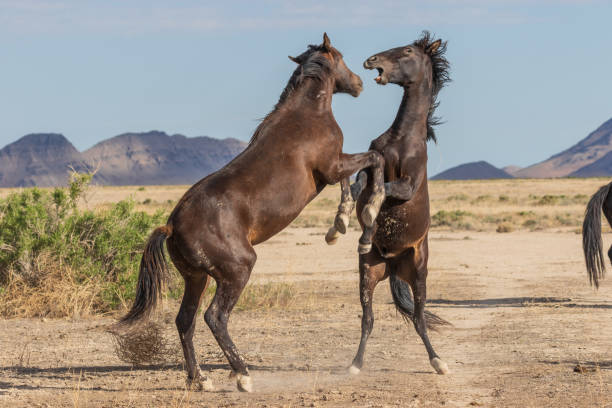 istock Wild Horse Stallions Fighting 1053613826