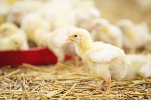 istock Baby chicken at farm feeding 1053614056