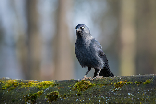 closeup of a jackdaw sitting on a mossy tree trunk in the forest
