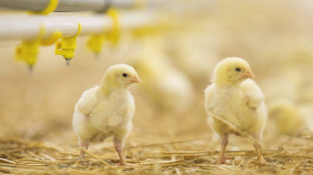 istock Baby chicken at farm feeding 1053614230