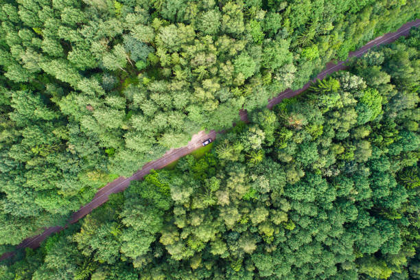 istock Green forest with road from above 1053614398