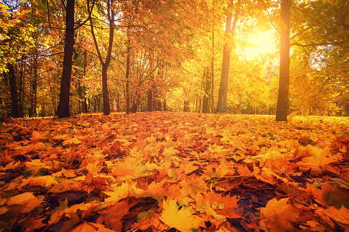 istock Parque de otoño. Bosque del otoño. 1053614486