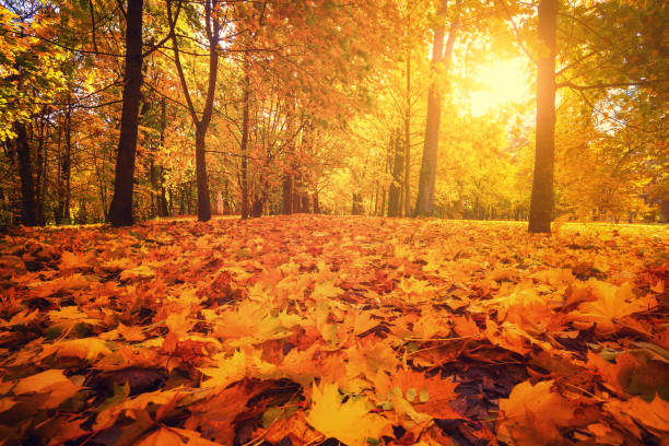 parco autunnale. foresta autunnale. - nobody maple tree deciduous tree tree foto e immagini stock