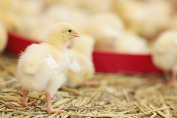 istock Baby chicken at farm feeding 1053614656