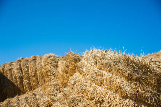 istock Storage with piles of stacks of hay 1053614680