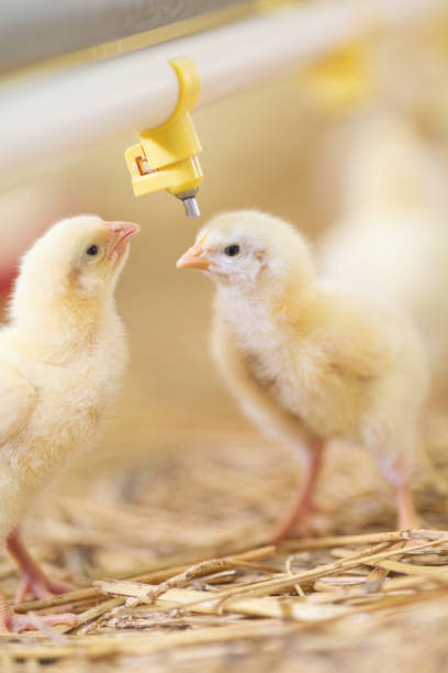istock Baby chicken at farm feeding 1053614886