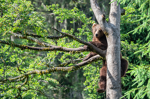 brown bear climbing up a tree