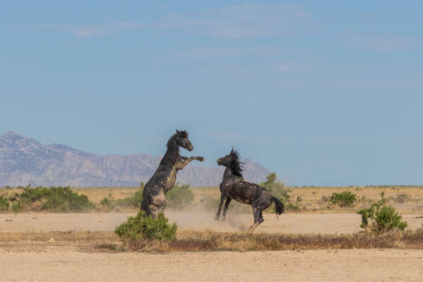 istock Wild Horse Stallions Fighting 1053615130