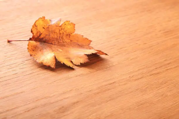 Yellow leaves on wooden background, copy space. Thanksgiving