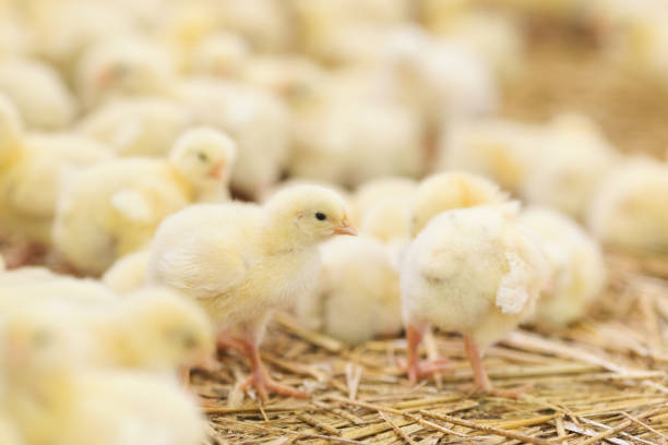 istock Baby chicken at farm feeding 1053616720