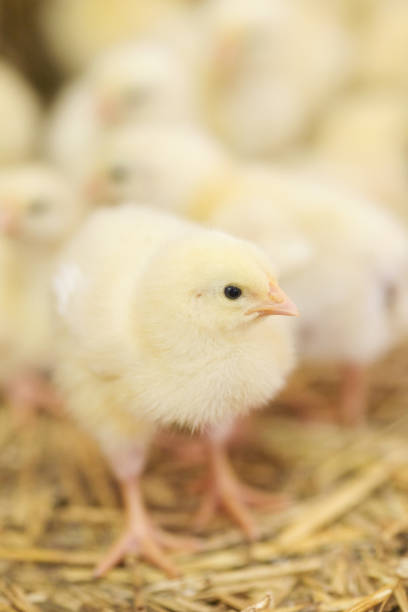 istock Baby chicken at farm feeding 1053616902
