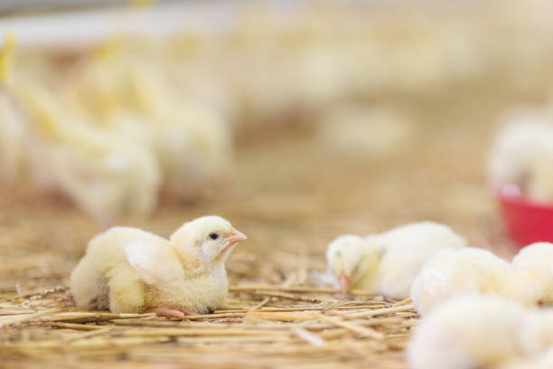 istock Baby chicken at farm feeding 1053617012