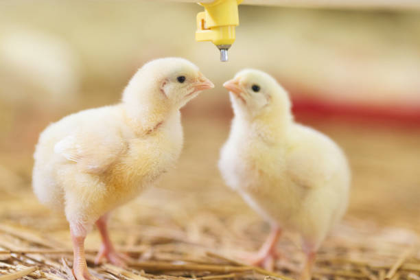 istock Baby chicken at farm feeding 1053617102