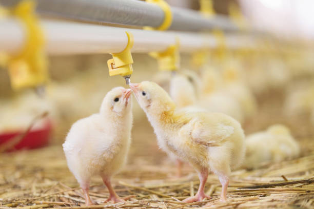 istock Baby chicken at farm feeding 1053617284