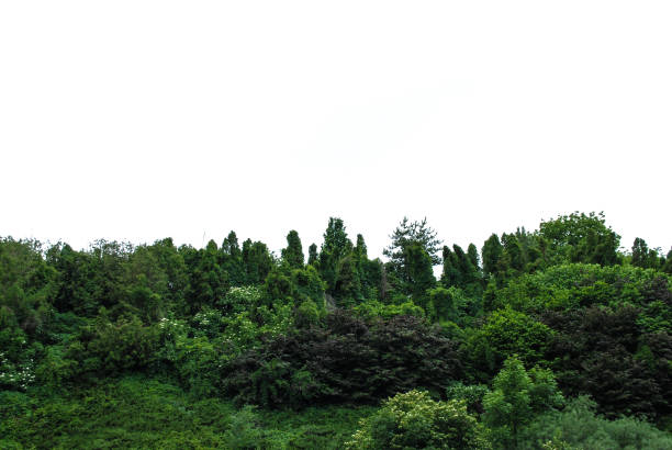 istock Beautiful green arboretum in the park Sofiyivka 1053617626