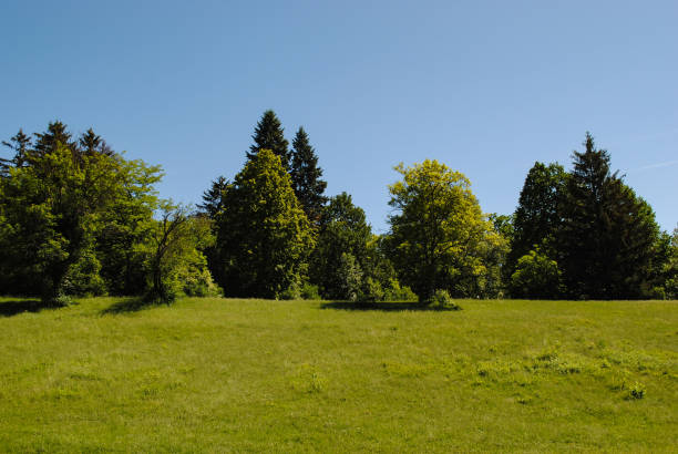 istock Beautiful green arboretum in the park Sofiyivka 1053617872