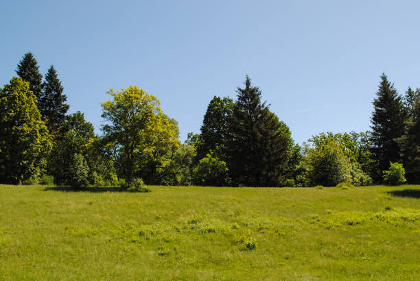 istock Beautiful green arboretum in the park Sofiyivka 1053617894