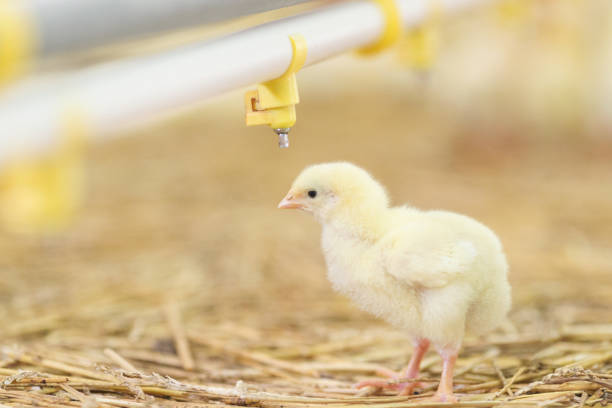 istock Baby chicken at farm feeding 1053618038