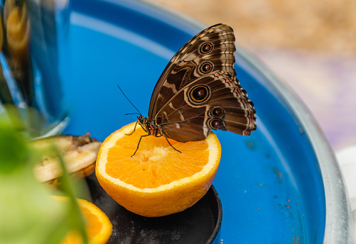 Morpho peleides, aka Peleides blue morpho or common morpho is a tropical butterfly. Here showing underside of its wings, while eating from an orange