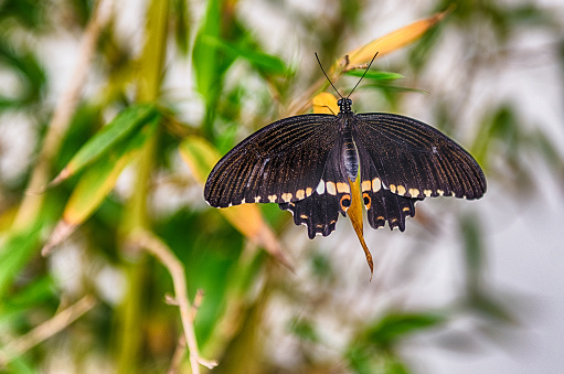 Papilio polytes, aka rcommon Mormon is a tropical butterfly. Here shown while standing on a leaf