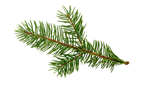 istock Fir tree branch isolated on white . Pine branch. Christmas fir. 1053618578