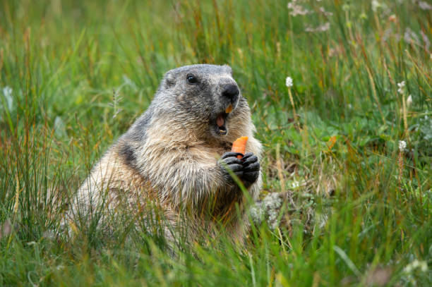 alpine marmot with a carrot in the claws making a warning cry alpine marmot with a carrot in the claws making a warning cry - Großglockner Austria alpine marmot (marmota marmota) stock pictures, royalty-free photos & images