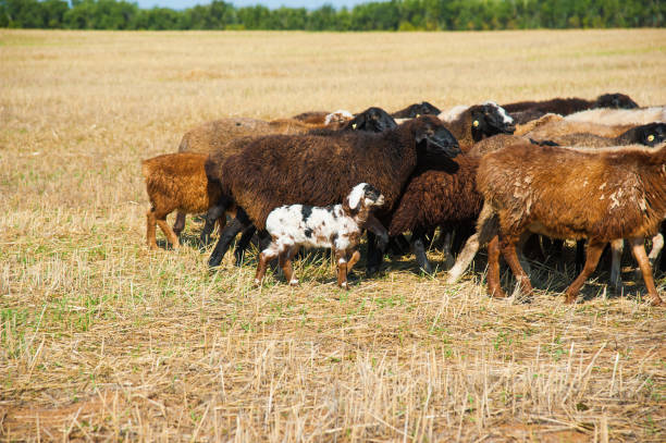 istock Flock of sheep on the meadow 1053620354
