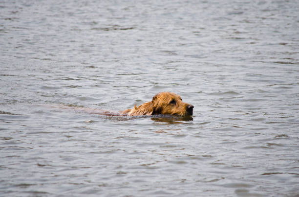 istock golden retriever swimming 1053620884