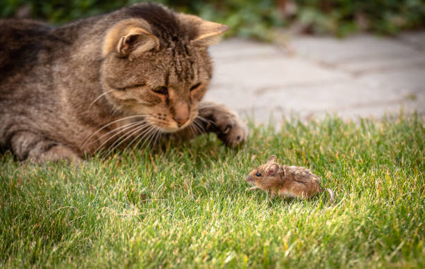 dziki kot bawi się przechwyconą myszką na zielonej trawie. - mouse rodent animal field mouse zdjęcia i obrazy z banku zdjęć
