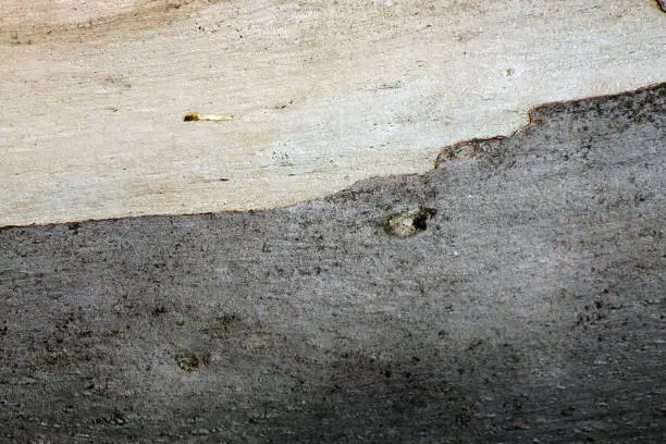 Photo of Wavy trunk of the Sycamore Maple (Acer pseudoplatanus).