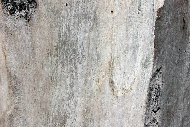 Photo of Wavy trunk of the Sycamore Maple (Acer pseudoplatanus).