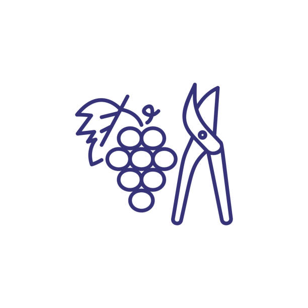 Pruning grape line icon Pruning grape line icon. Cutter, plant, fruit. Winemaking concept. Vector illustration can be used for topics like viticulture, agriculture, vineyard grape pruning stock illustrations