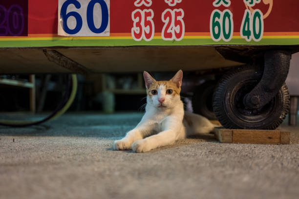 Street cat in Hualien, Taiwan