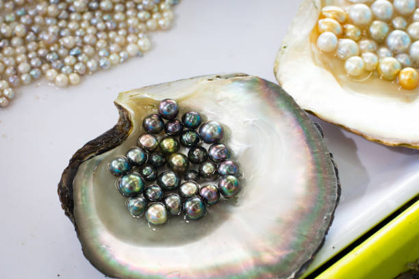 istock Pearl Farming and Oysters 1053634086