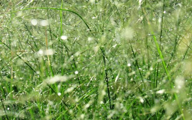 istock Fields of wild flowers, tall grass, weeds and some with butterfly's 1053642442
