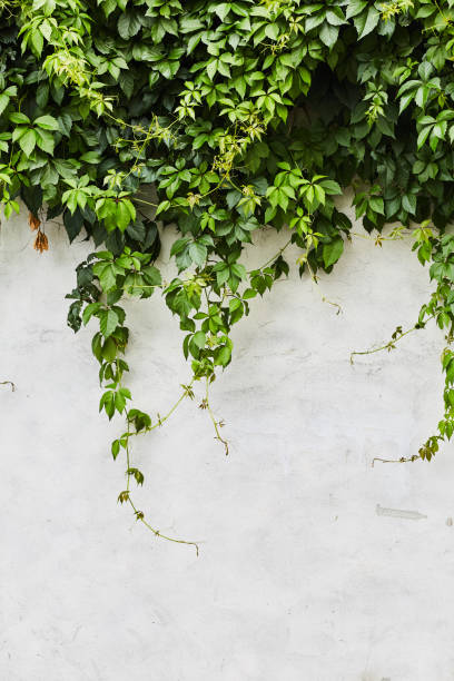 istock The Green Creeper Plant on 1053642546