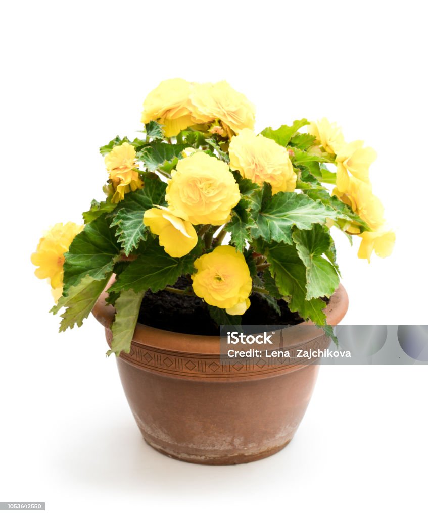 Foto de Planta De Begônia Amarela No Vaso De Flores Isolada Em Branco e  mais fotos de stock de Amarelo - iStock