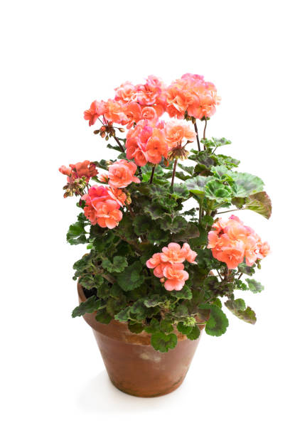 istock Colorful Geranium flower in ceramic flowerpot isolated on white 1053642776