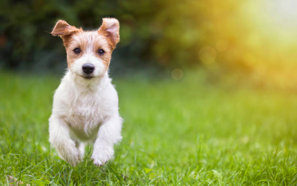 草の中を実行して幸せなペット犬子犬 - ジャックラッセルテリア ストックフォトと画像