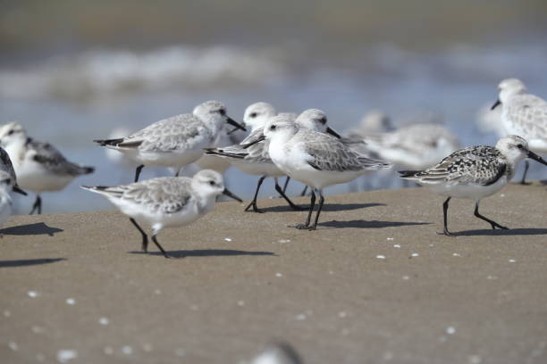 istock a group of sandpiper on the beach 1053645136