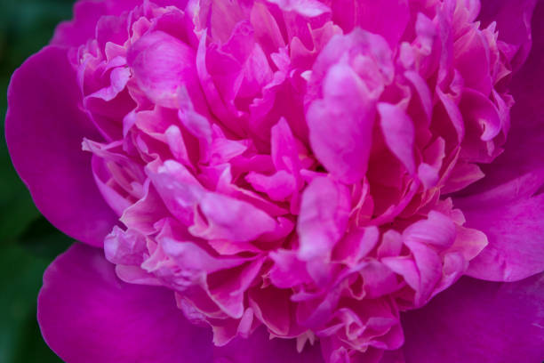 istock Large bloomed peony flower close-up. Beautiful pink flower. 1053645936