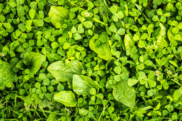 istock Lush lawn with plantain leaves. Summer mood. 1053645960