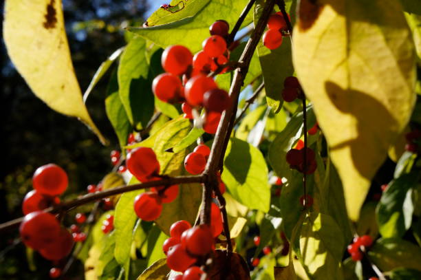 istock Sun Kissed Red Berry 1053646032