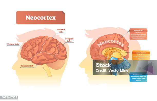 Neokortex Vektorillustration Beschrifteten Diagramm Mit Lage Und Funktionen Stock Vektor Art und mehr Bilder von Limbisches System