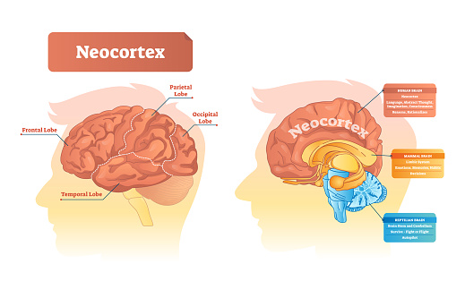 Neocortex vector illustration. Labeled diagram with location and functions. Frontal, parietal, occipital and temporal lobe scheme for human, mammal and reptilian brain.
